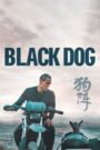 Black Dog